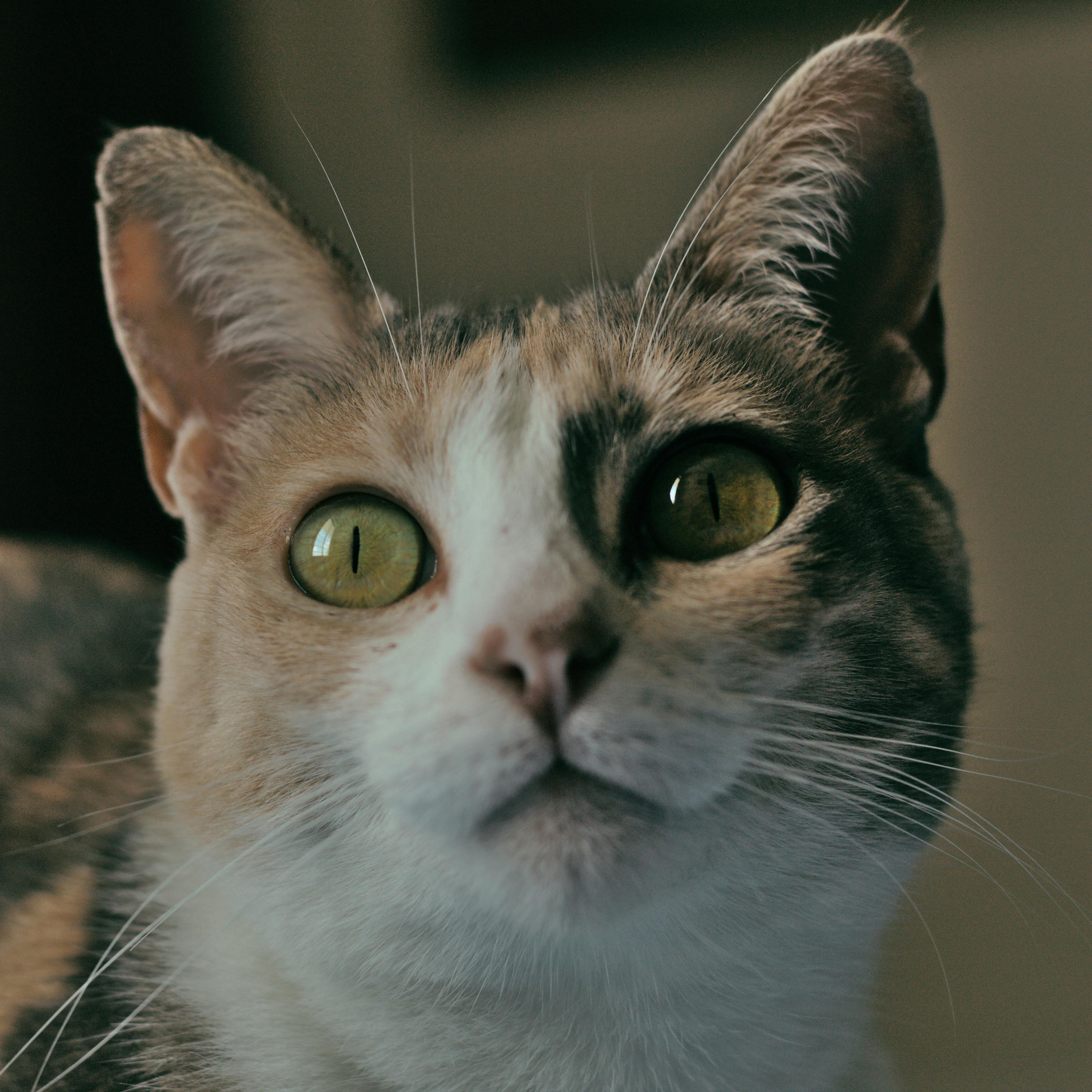 Gata tricolor de olhos grandes e verdes