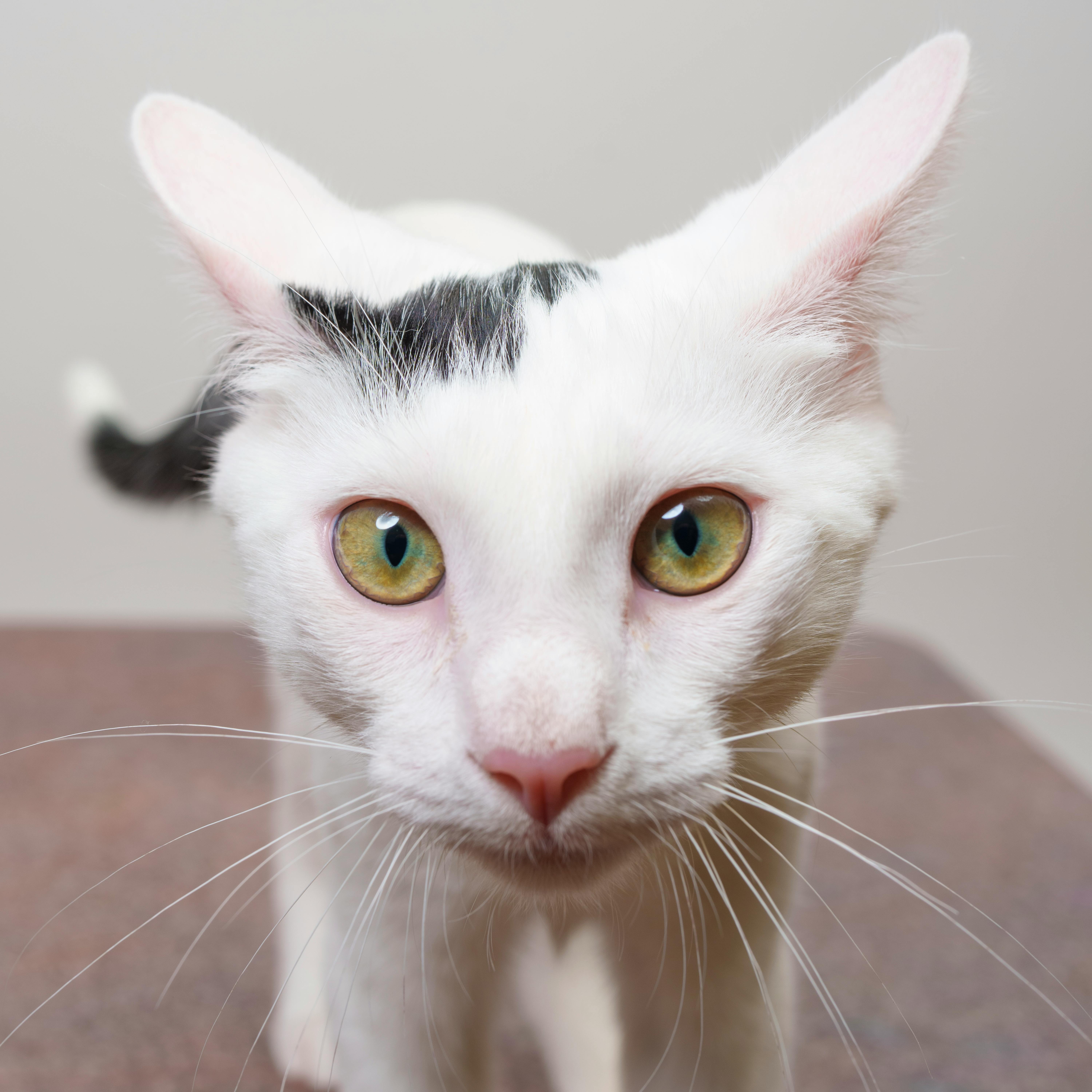 Gato branco com manchas pretas e olhos esverdeados