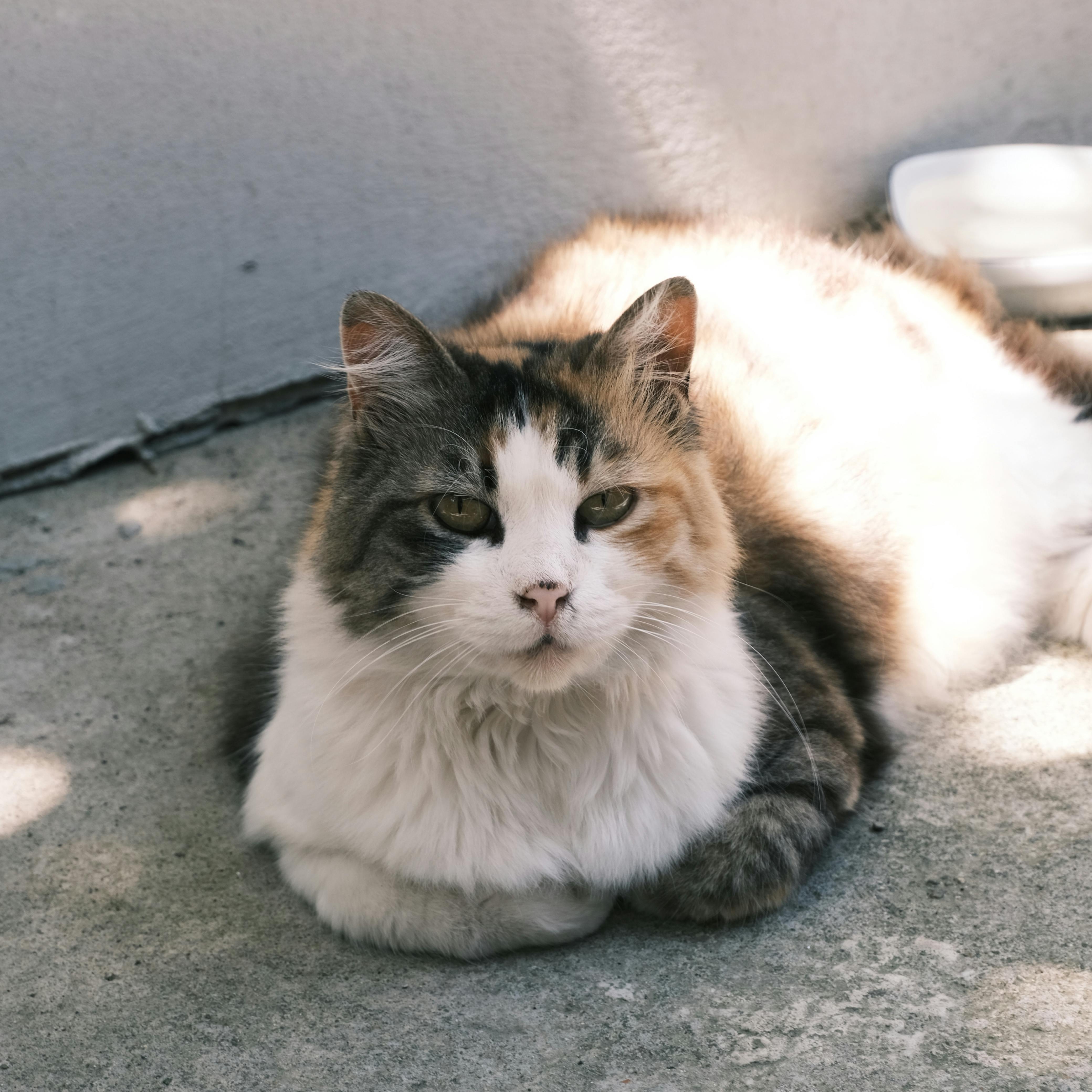 Gata tricolor de olhos verdes