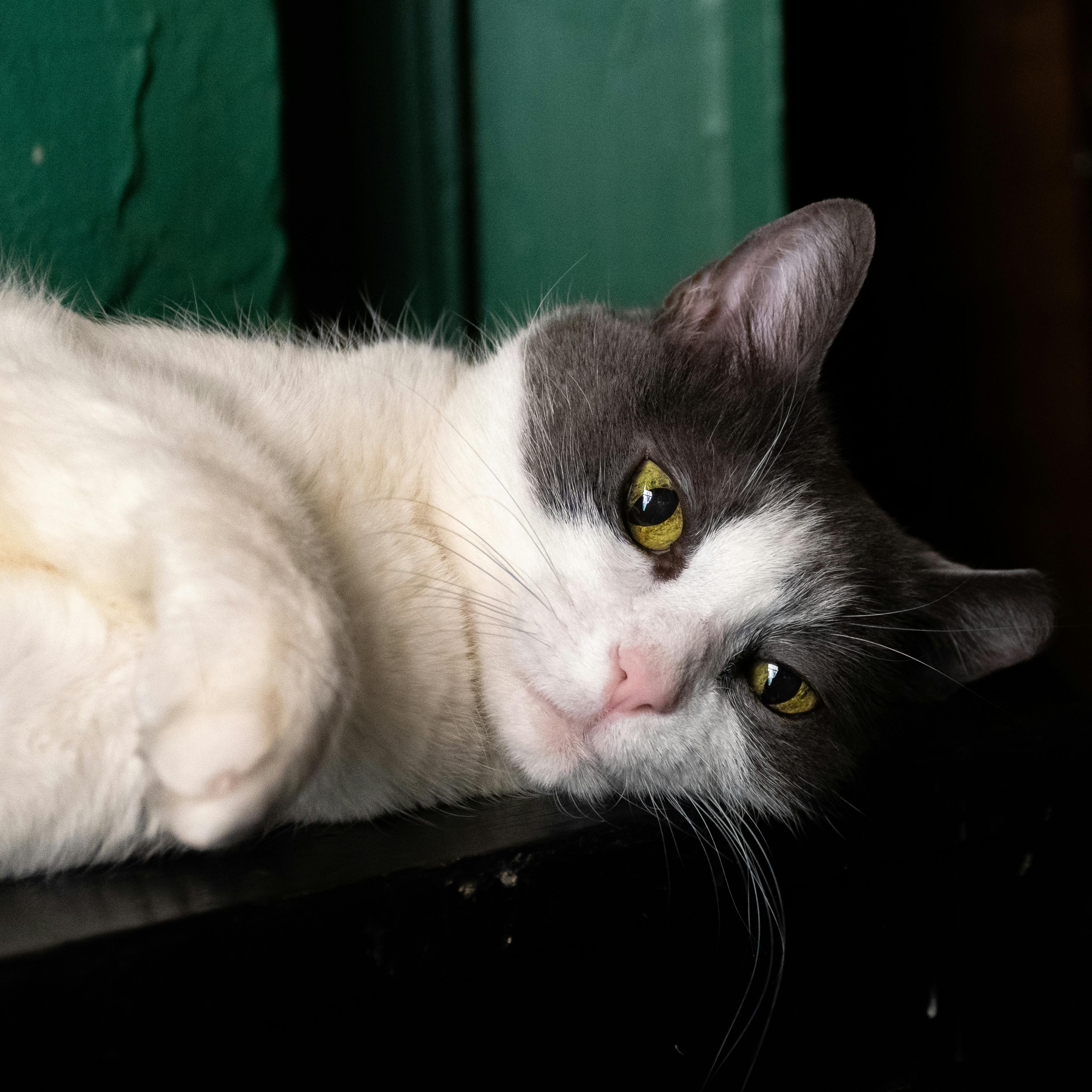 Gato branco e cinza de olhos esverdeados