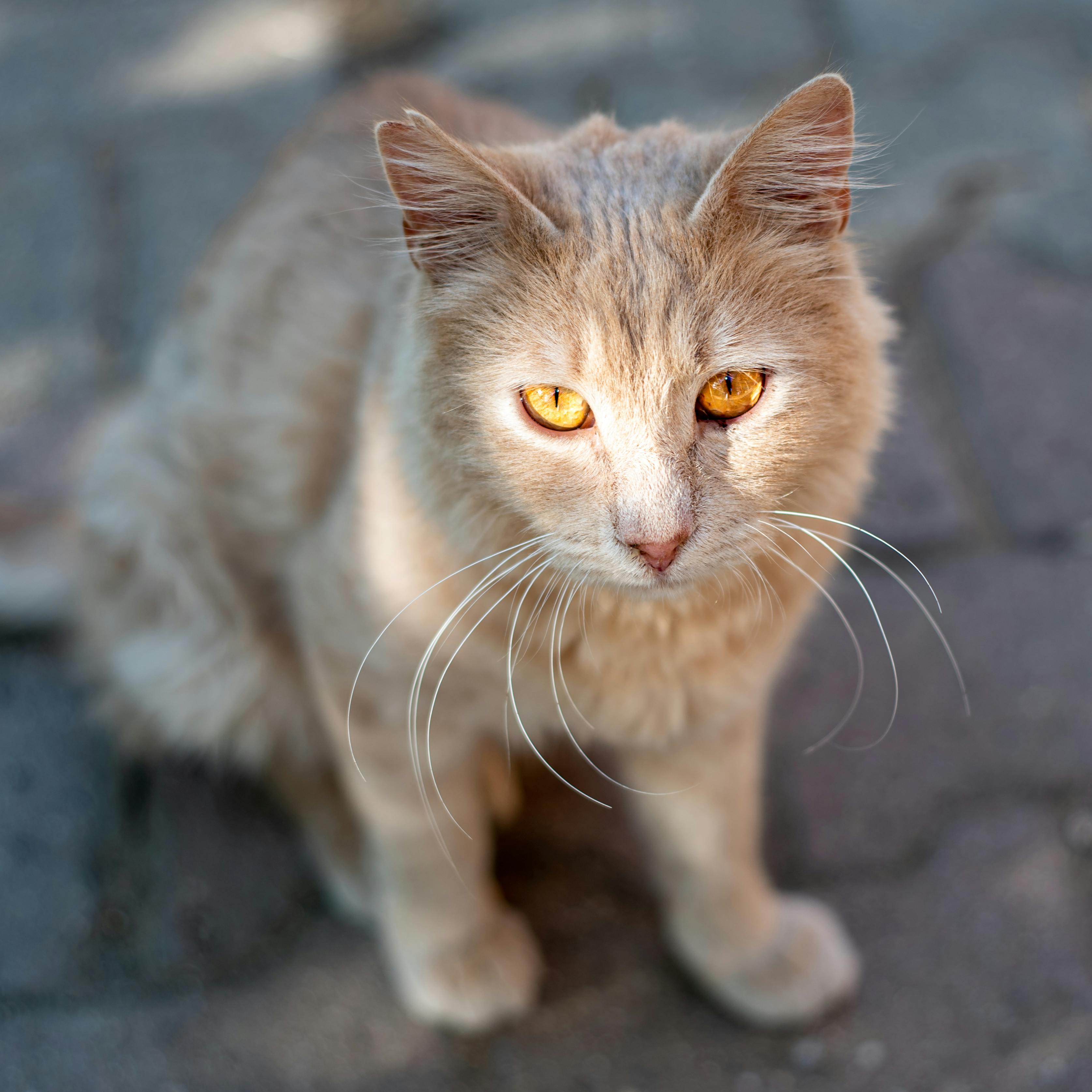 Gato laranha de olhos amarelos