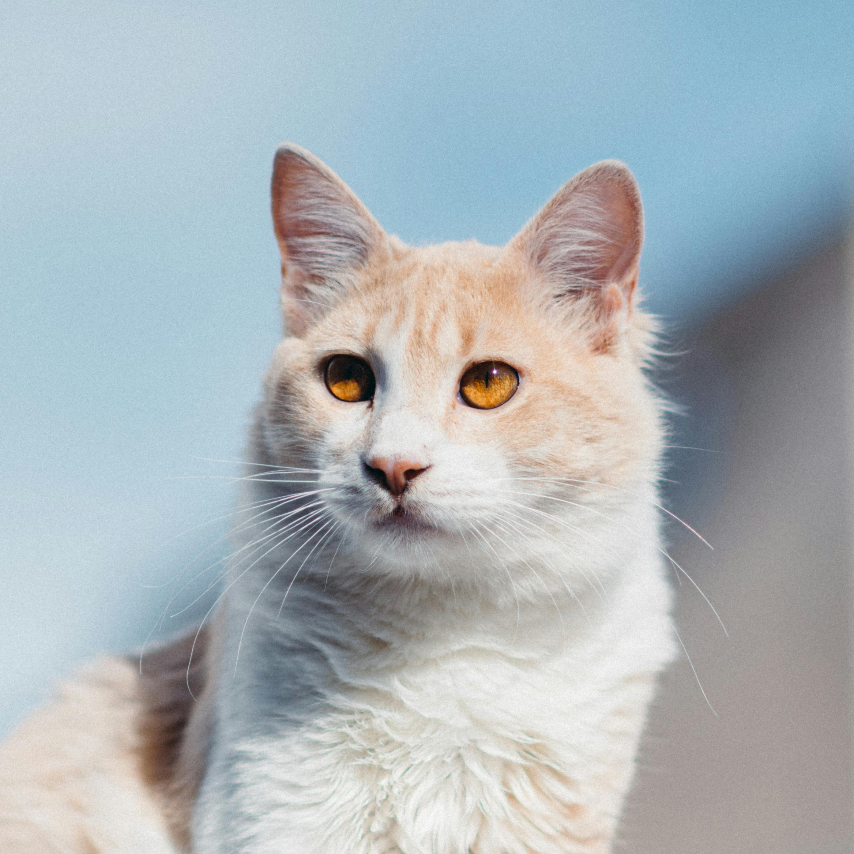 Gata laranja com branco com olhos de âmbar