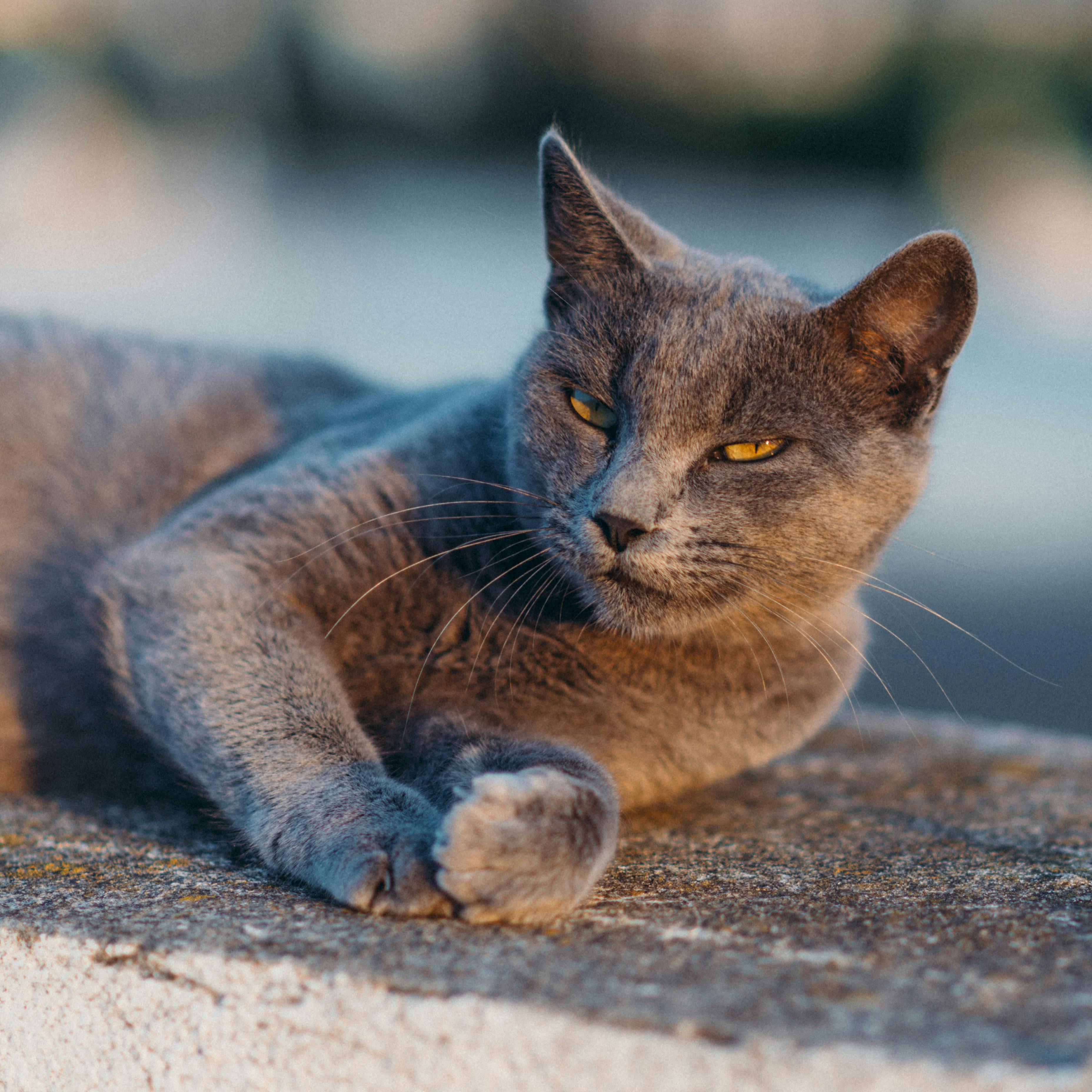 Gato cinza de olhos amarelos