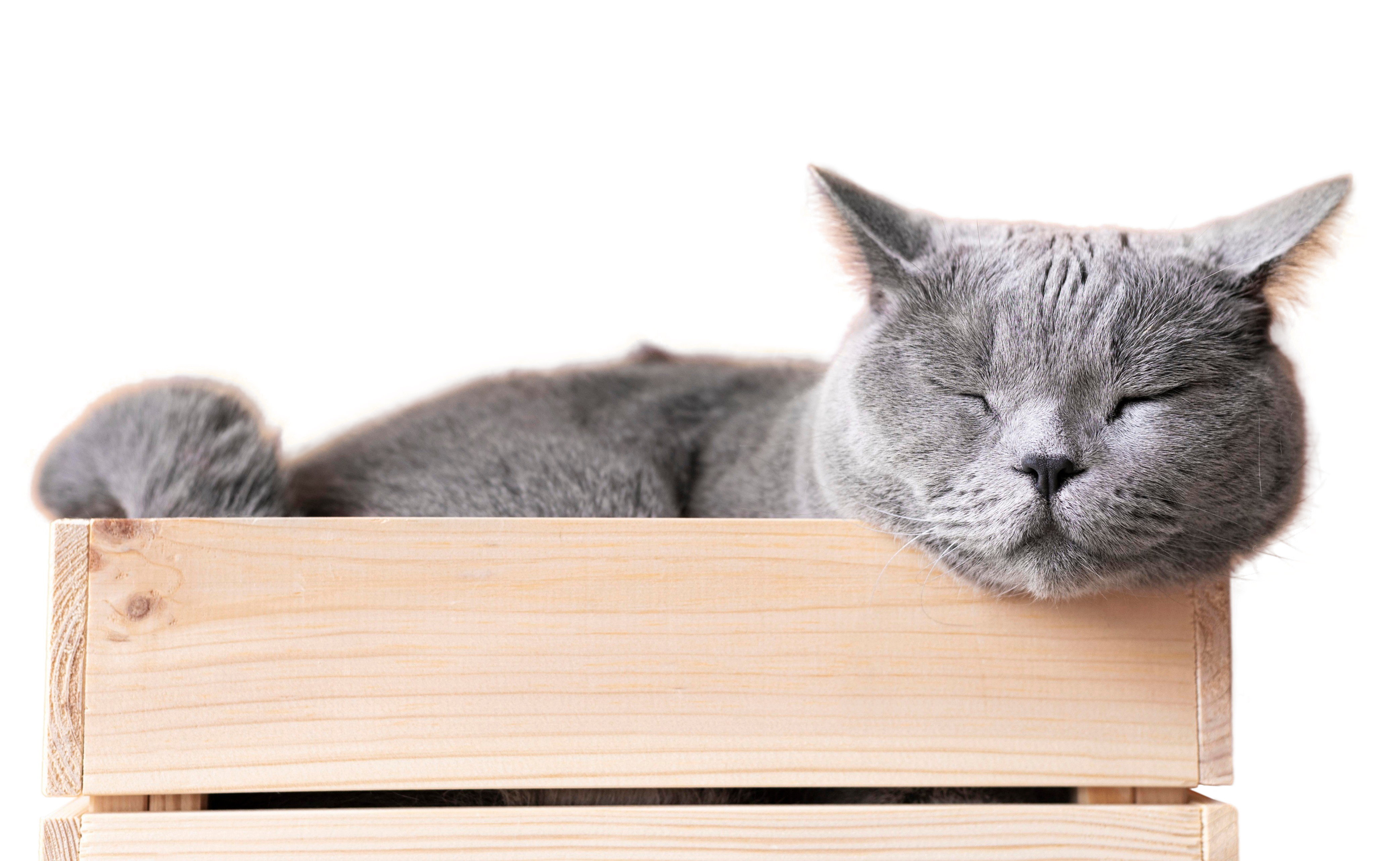 Gatinho cinza dentro da caixa de madeira