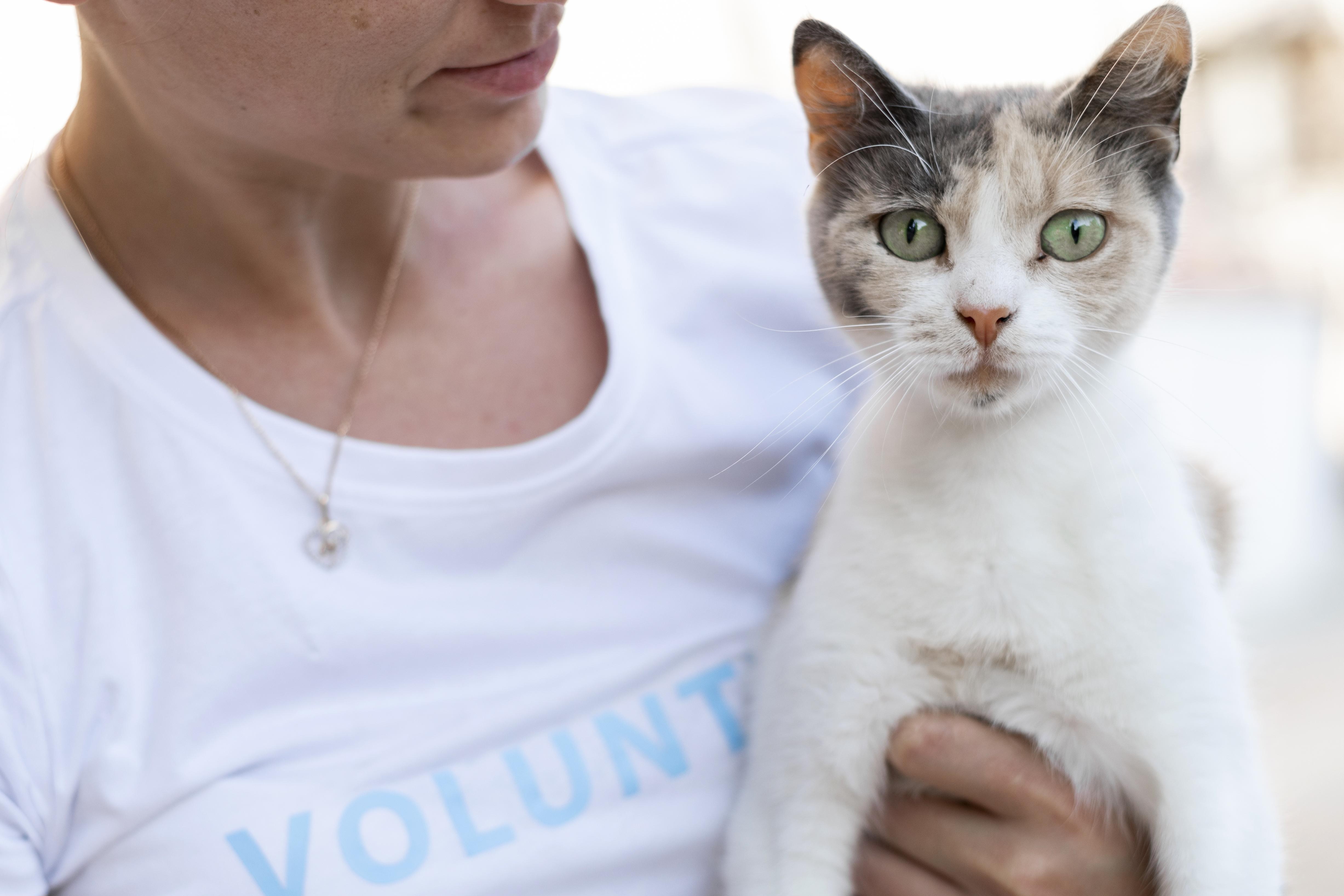 Gato branco com manchas cinza e laranja de olhos verdes sendo segurado no colo por uma voluntária