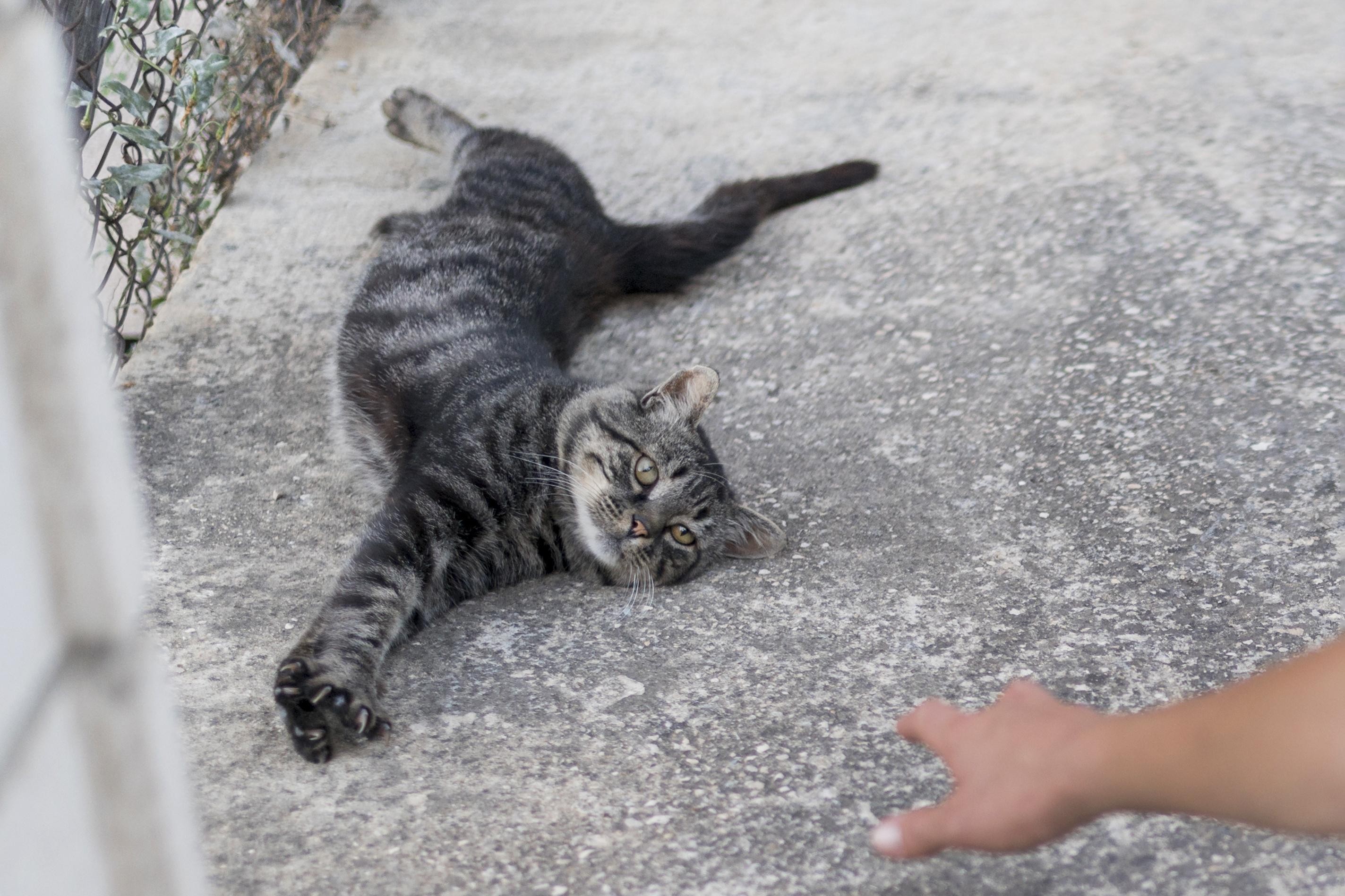 Gato cinza rajado deitado no chão olhando para uma mão humana