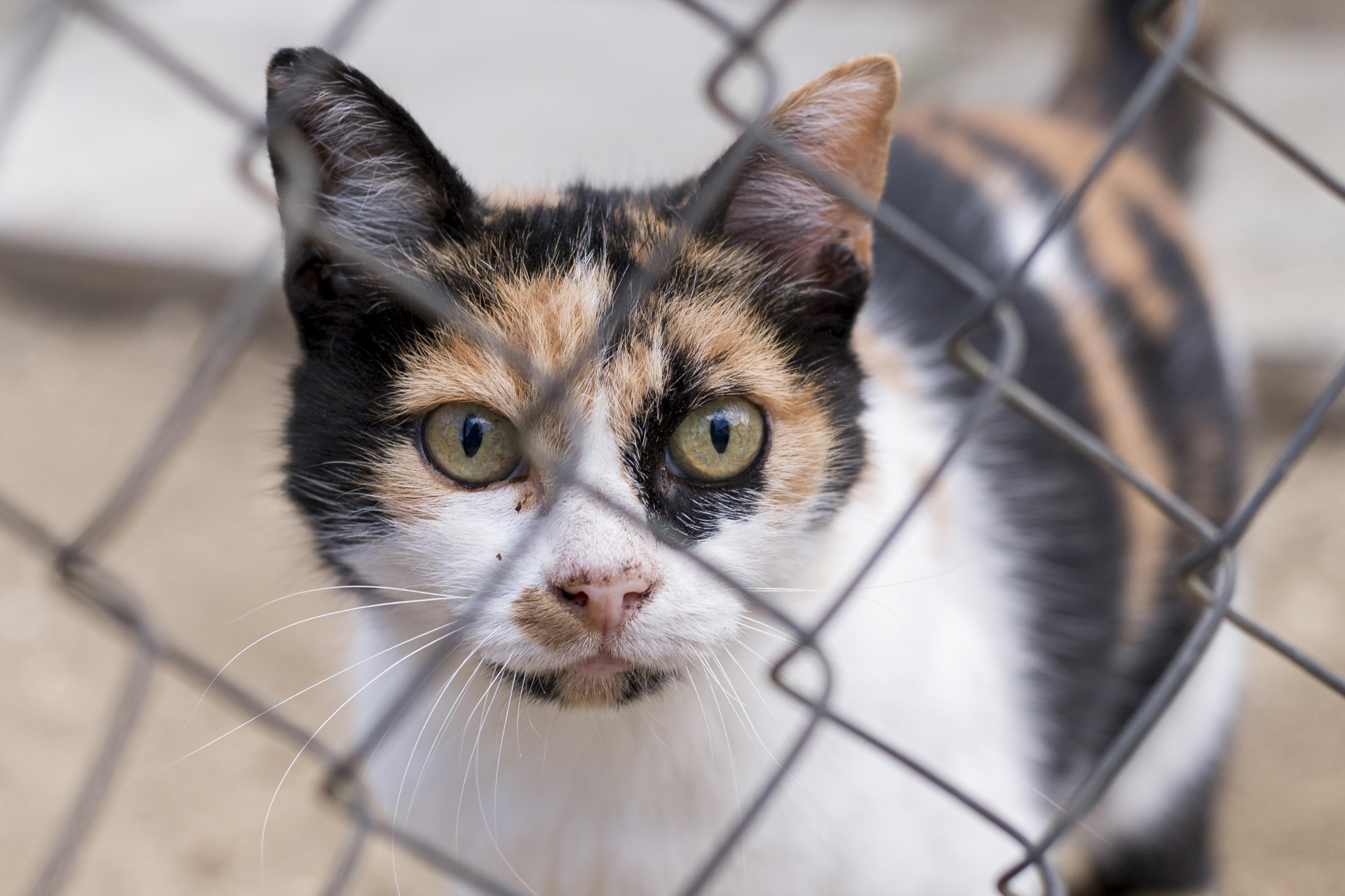 Gato tricolor olhando para a câmera atrás de uma grade de proteção